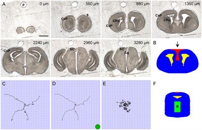 Predicting the distribution of serotonergic axons: a supercomputing simulation of reflected fractional Brownian motion in a 3D-mouse brain model